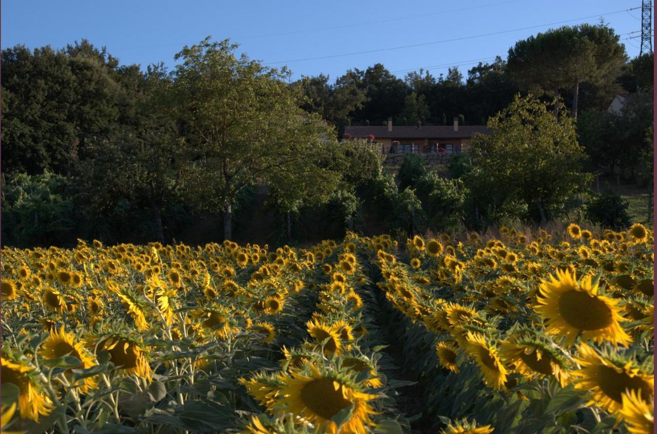Podere Casalsole Certaldo Buitenkant foto